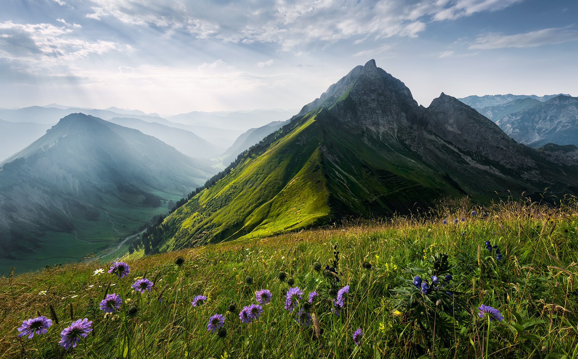 Green queen. Stefan Hefele.