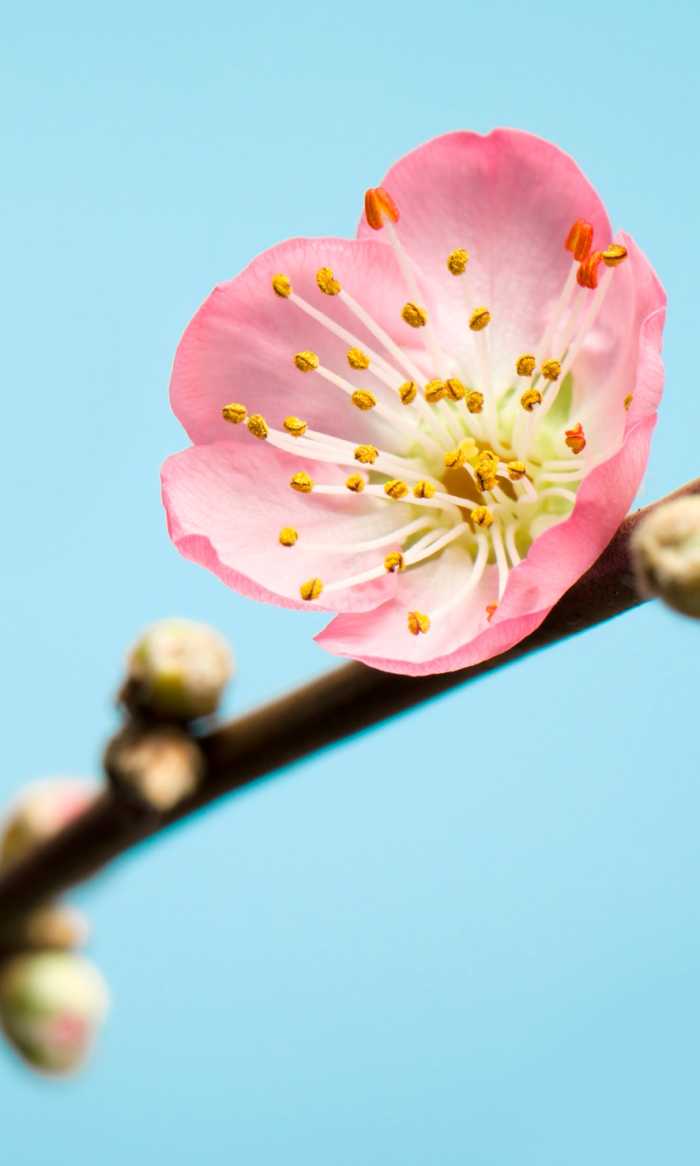 Digitally printed photomural Peach Blossom