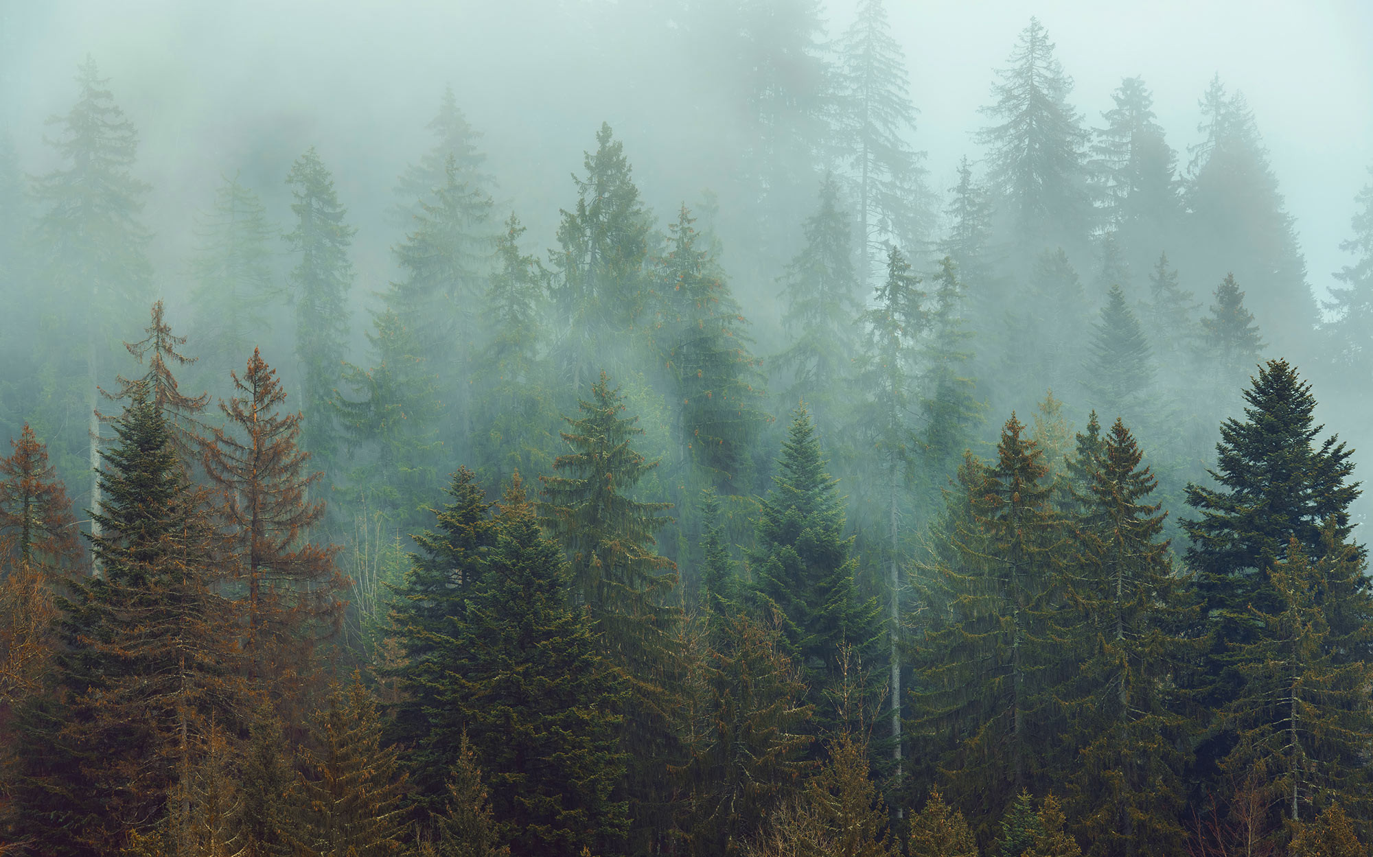 Foggy Firs