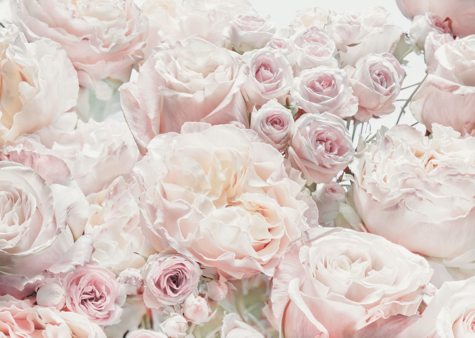Spring Roses